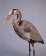 birdhug.com Blueheron