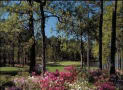 blog.chron.com Bluejack