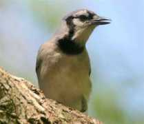 Bluejay