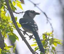 Bluejay