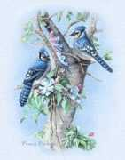 spiritisup.com Bluejays