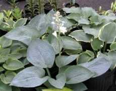 ozarksgardens.com Bluejean