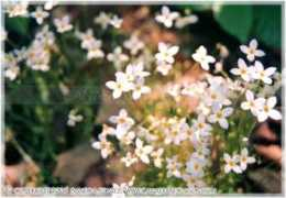 Bluet
