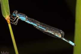 Bluet