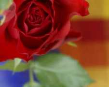23hq.com Blui