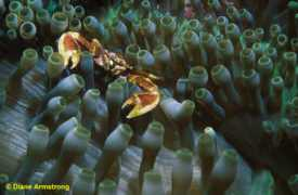 oceanwildlife.com Blui