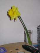 Blume