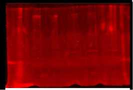 typei-rm.info Blunde