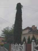 Bluszcz