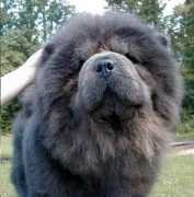 Bluto