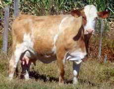 taurusgenetica.com.br Boana