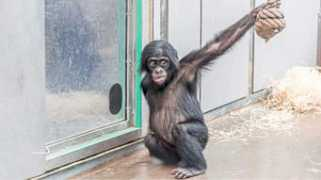 bild.de Bobali