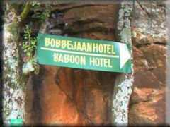 Bobejaan