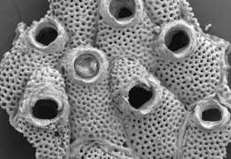 bryozoa.net Bobies