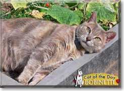 catoftheday.com Bobinette