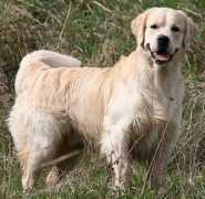 dual-golden.at Bobsi