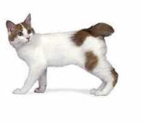 kittenstork.com Bobtail
