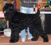 tagildogs.narod.ru Bobus