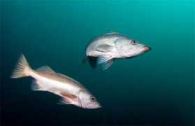 coldwaterimages.com Bocaccio