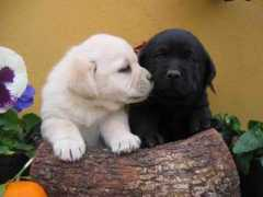 labradoresdebocalan.com Bocalan