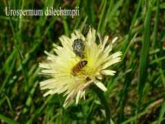 Boccione