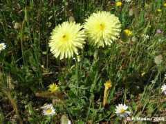 Boccione