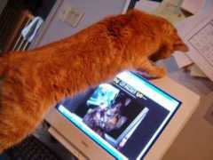 infinitecat.com Bodack