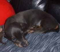 petster.com Boderick