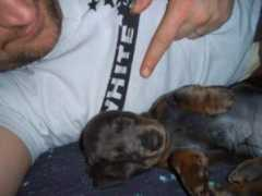 petster.com Boderick