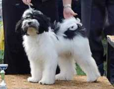 tibeti-terrier.hu Bodja
