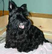 gryndlscot.com Bodle