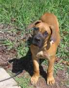 puppyadept.com Boela