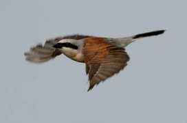 surfbirds.com Boeni
