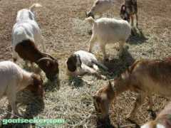 goatseeker.com Boers