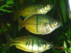 tropicalfishgallery.com Boesman