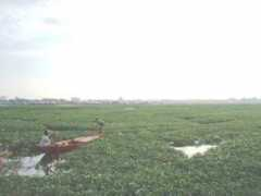 Boeung