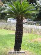 Bogak
