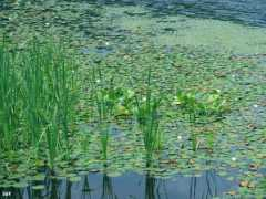 fineartamerica.com Bogg