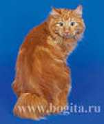 kimberlite.ru Bogita