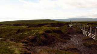 Bogs