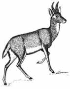 wpclipart.com Bohor