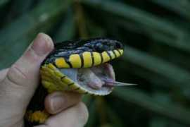 Boiga