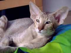 Boike