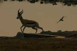 Bokkie