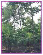 homa1.com Bolaina