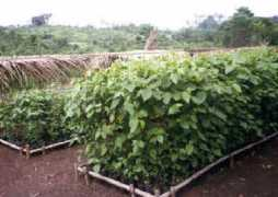 homa1.com Bolaina