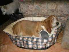 Bolela