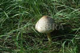 Bolete