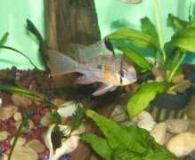 cichlids.com Bolivian