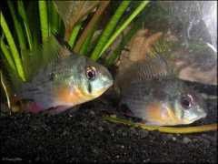 badmanstropicalfish.com Bolivian